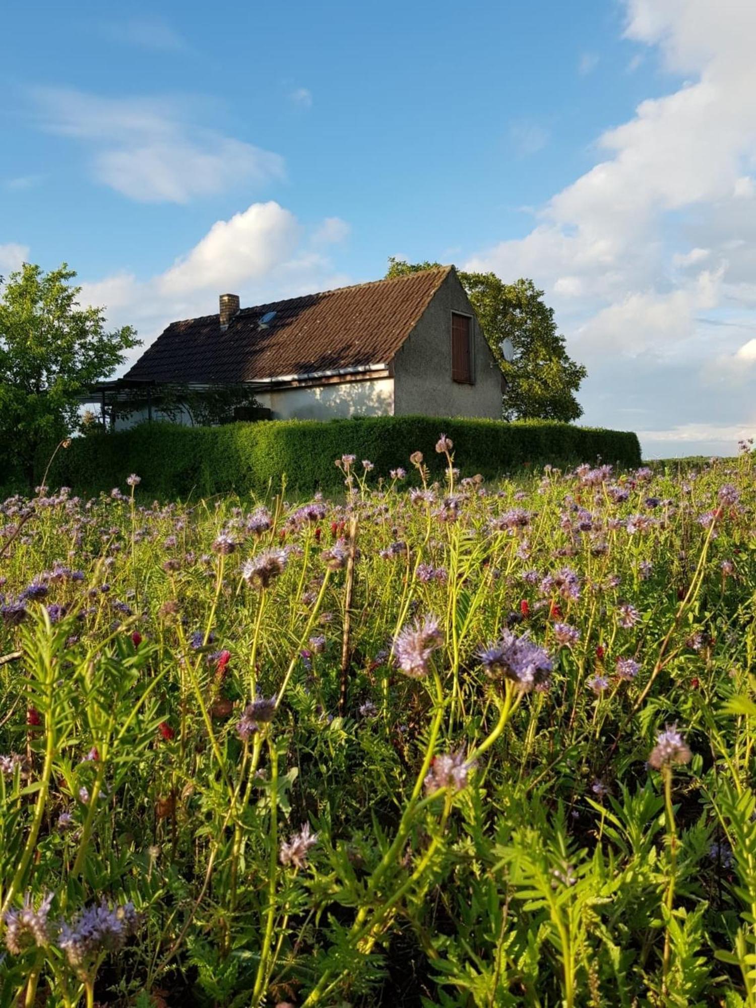 Ferienhaus Gransee Unmittelbar Am Stechlinsee - Radweg Экстерьер фото